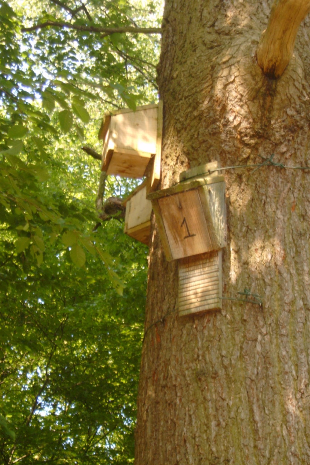 Daniel Hargreaves_1 Bat boxes in situ on tree