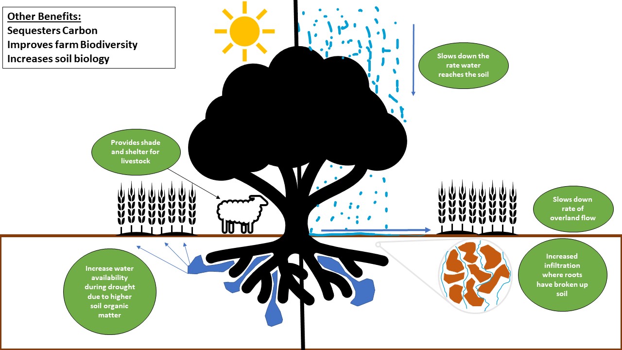 Figure 3: The benefits of strategic agro-forestry to mitigate drought and flooding