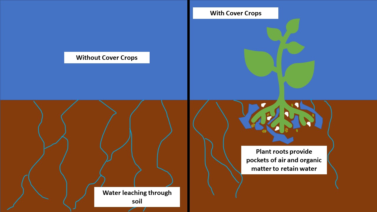 Figure 1: The benefit of cover crops in increasing water retention in soils.