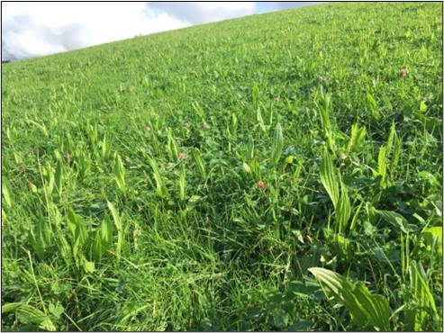 Figure 2: Multi-Species Sward grassland