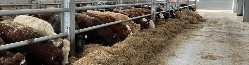 Finishing Beef Cattle Website Banner - Narrow