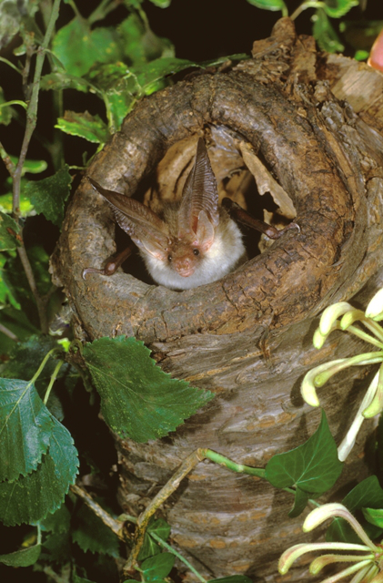 Brown long eared bat perched in tree hole