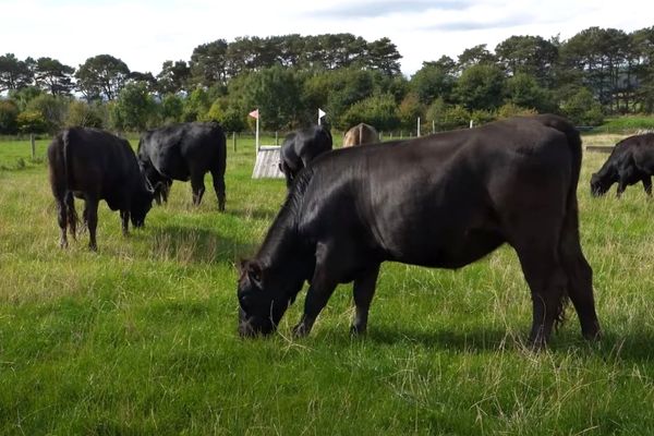 Knock Farm _ Cattle _ Tile