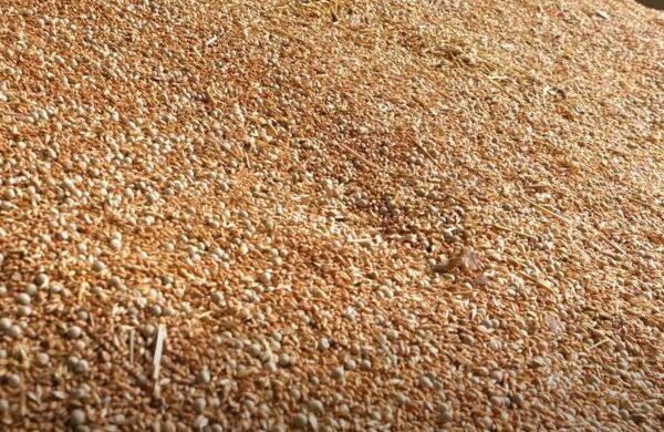 Grain