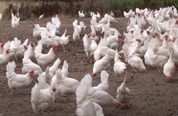 a large group of white chickens in a field.