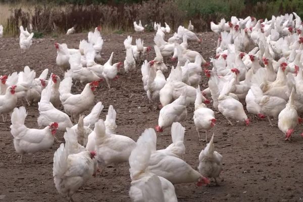 a large group of white chickens in a field.