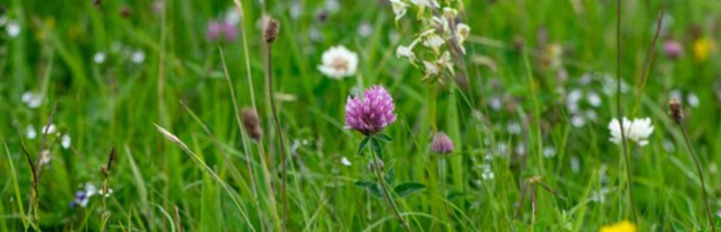 Meadow Meadow
