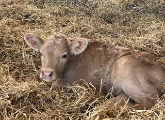 Newborn Calf lying in straw