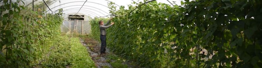 Organics in Scotland Website Banner - Narrow