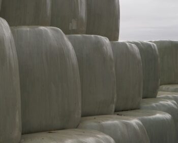 Silage bales wrapped and stacked