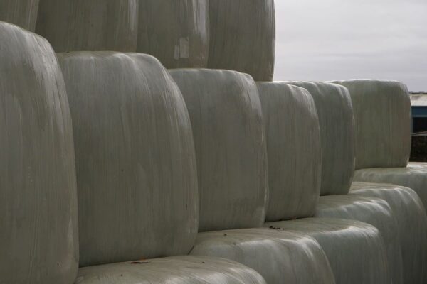 Silage bales wrapped and stacked