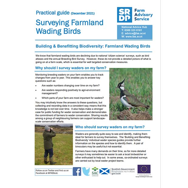 Surveying Farming Wading Birds