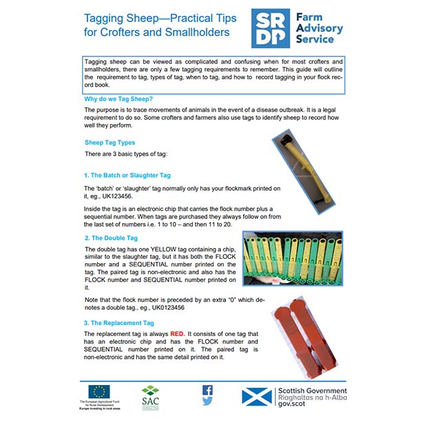 Tagging Sheep For Crofts And Smallholdings