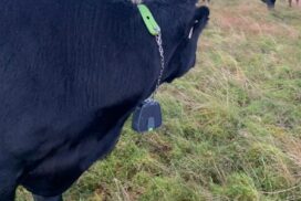 cow with virtual fencing collar