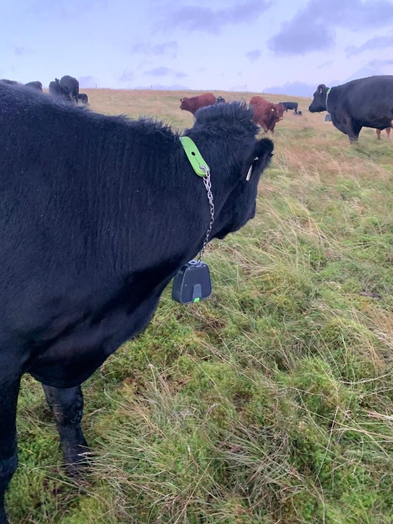 cow with virtual fencing collar