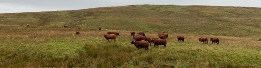 Virtual Fencing Website Banner - Narrow cows in field with virtual fencing collars