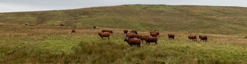 cows in field with virtual fencing collars