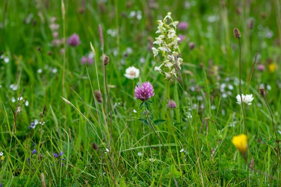 a-neutral-meadow-sward-with-orchids. Image by Apithanny Bourne.