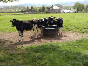Dairy heifers at water trough