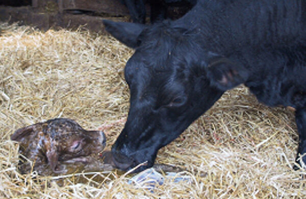 Beef cow newly calved with calf