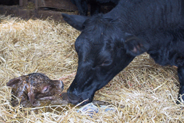 Beef cow newly calved with calf