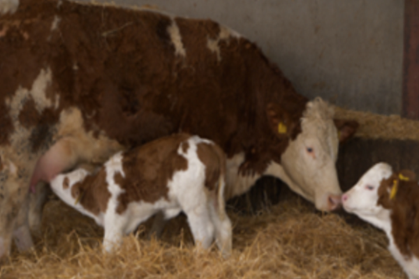 Calving Heifers Vlog Series