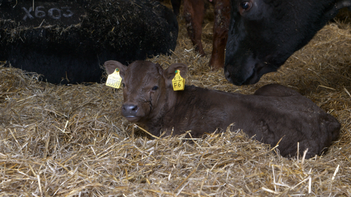 Calf in straw Calf in straw