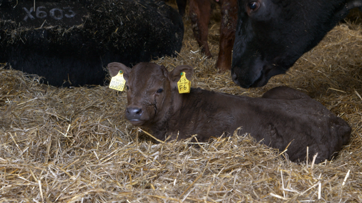 Calf in straw