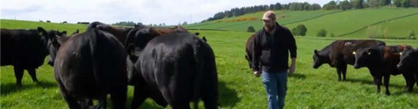 Heifers at 2 Website Banner - Narrow