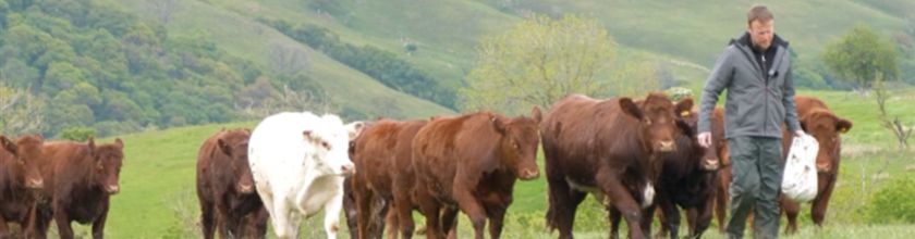 Heifers at 3 Website Banner - Narrow