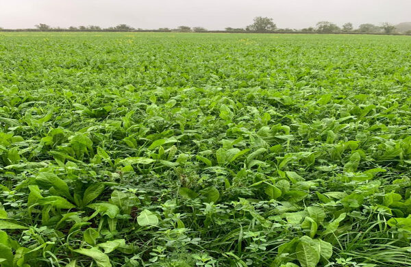 Herbal leys