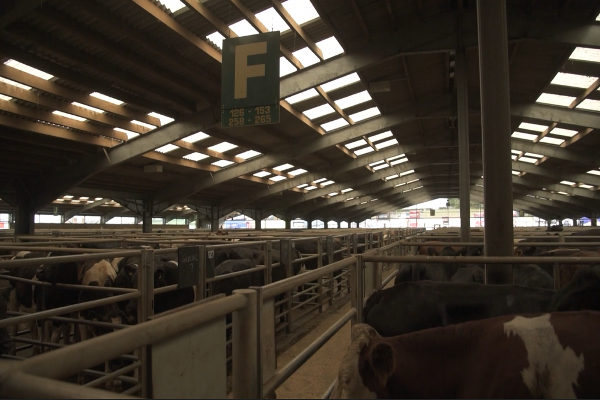 Cattle in pens at the market