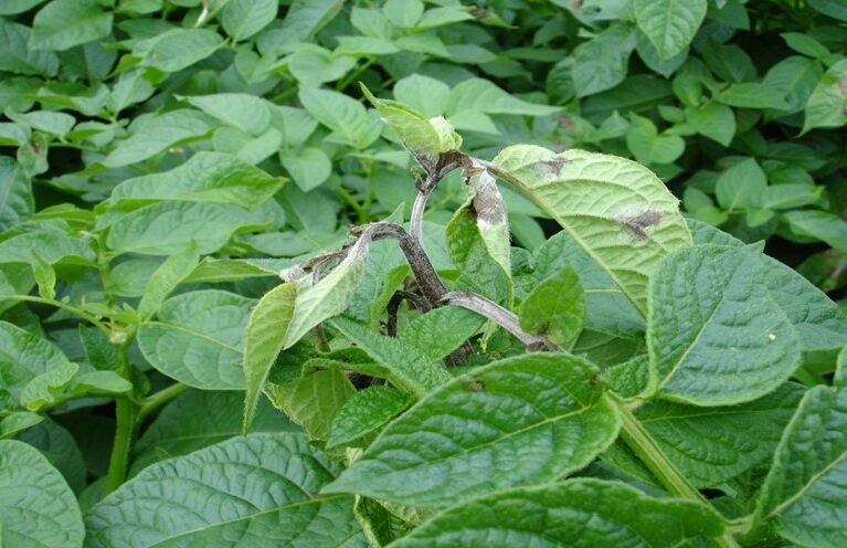 potato blight