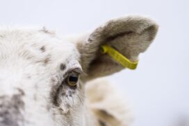Sheep and ear tag