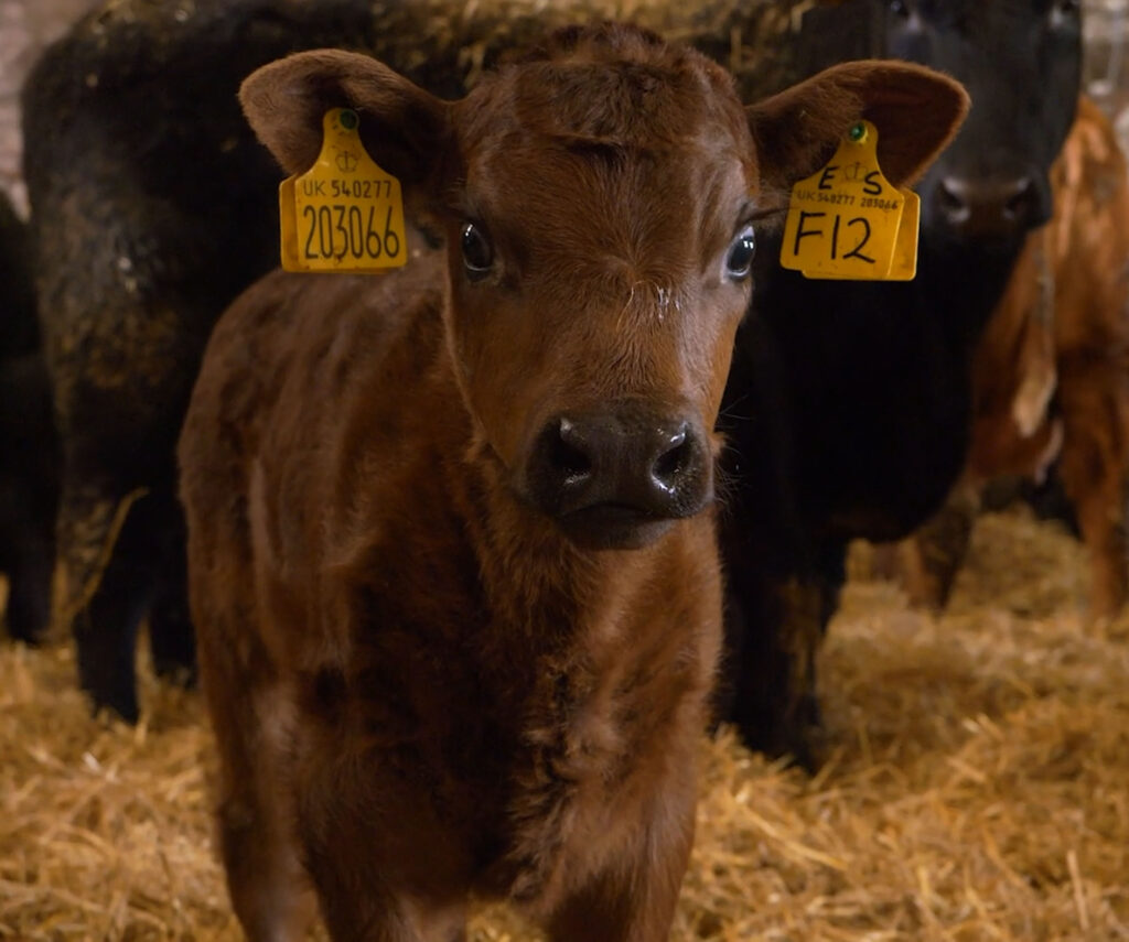 Beef Calf - Close Up