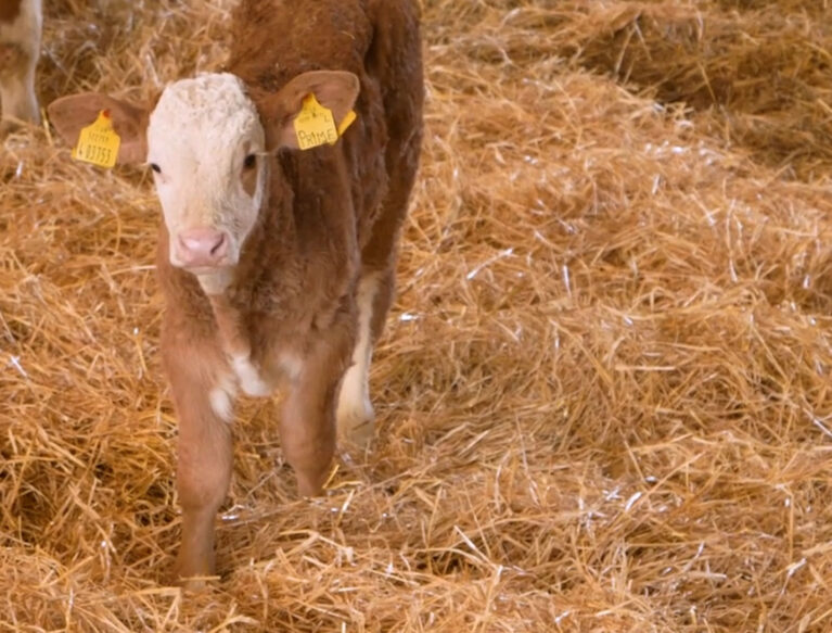 Young Beef Calf