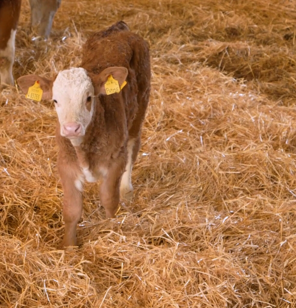 Young Beef Calf