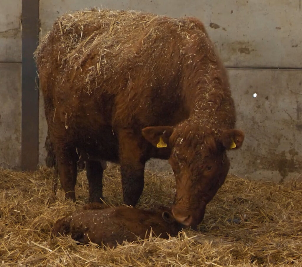 Beef Cow and calf in straw