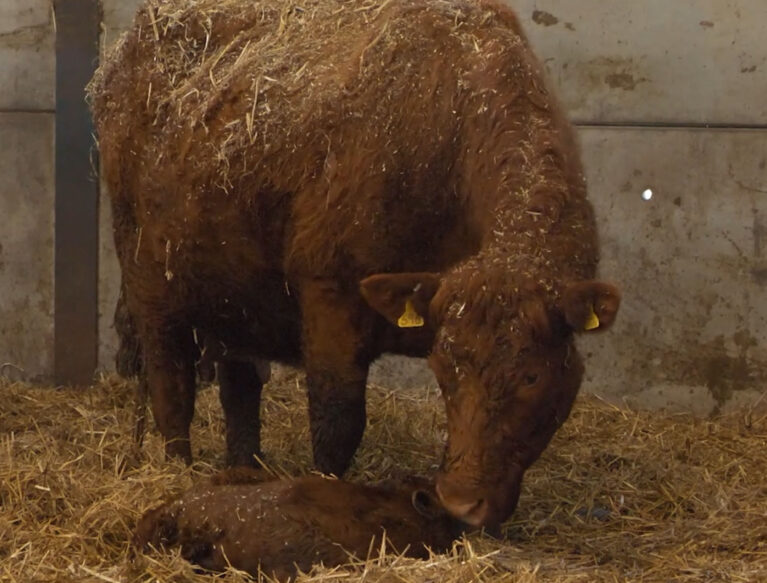 Beef Cow and calf in straw