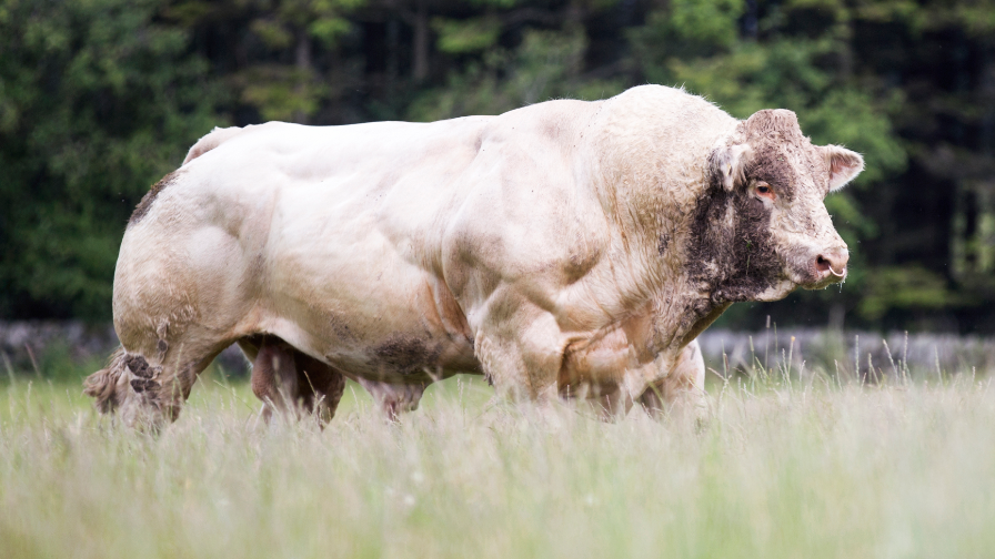 Bull in field Bull in field