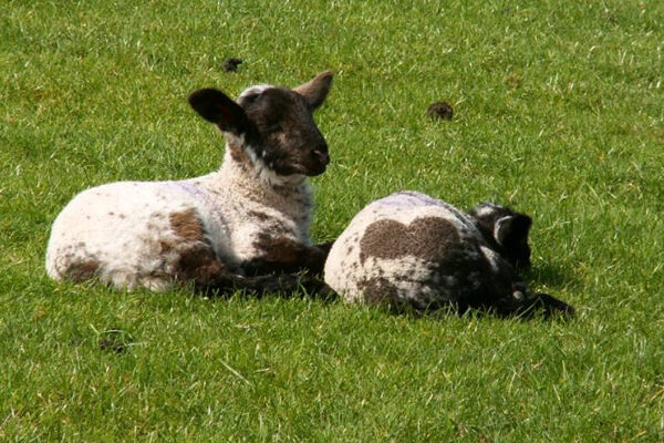 Two lambs lying in a sunny field