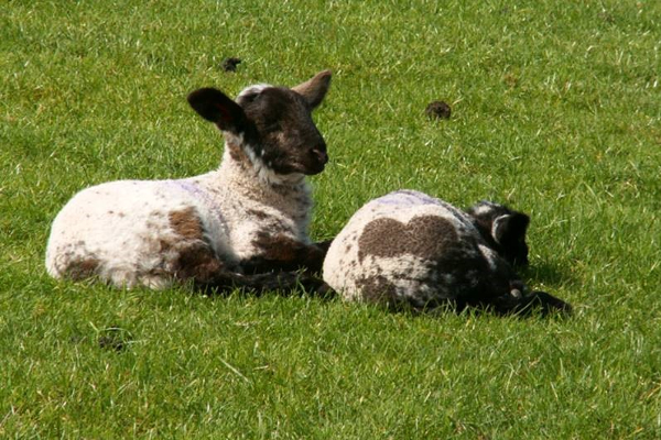 Neonatal imresizer-1683121398946 Young lambs in a field