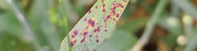 Leaf with Ramularia