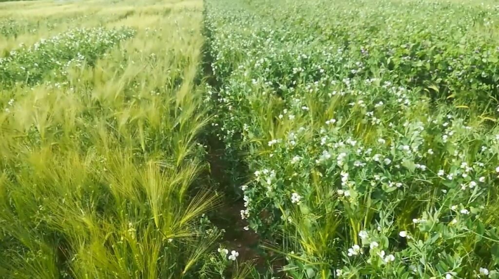 Intercropping in a field - peas and barley