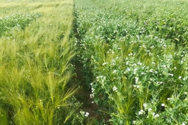 Intercropping in a field - peas and barley