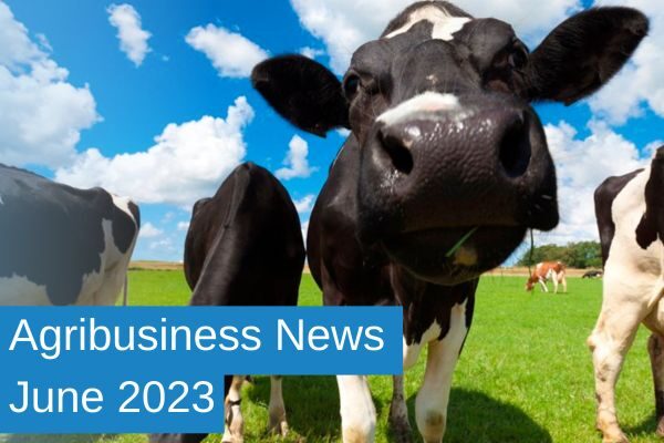Agribusiness News June Cover dairy cow looking at camera