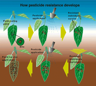 Figure 1: Example showing development of insecticide resistance  © Michigan State University – How Pesticide Resistance Develops 
