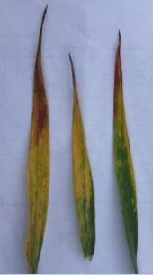 Image 1: BYDV on wheat leaves  © Nidhi Rawat – Barely Yellow Dwarf Symptoms and Management, Maryland Agronomy News 
