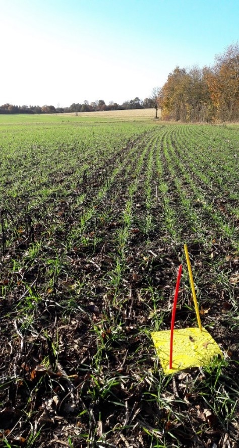 Image 2: Yellow sticky traps used in fields to monitor aphid activity.  © AHBD – Barley Yellow Dwarf Virus (BYDV) management in cereals 
