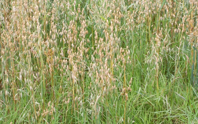 Grass Grass